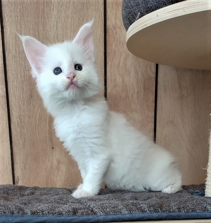 Inni Monterini - Kitten maine-coon 1 month 1 week