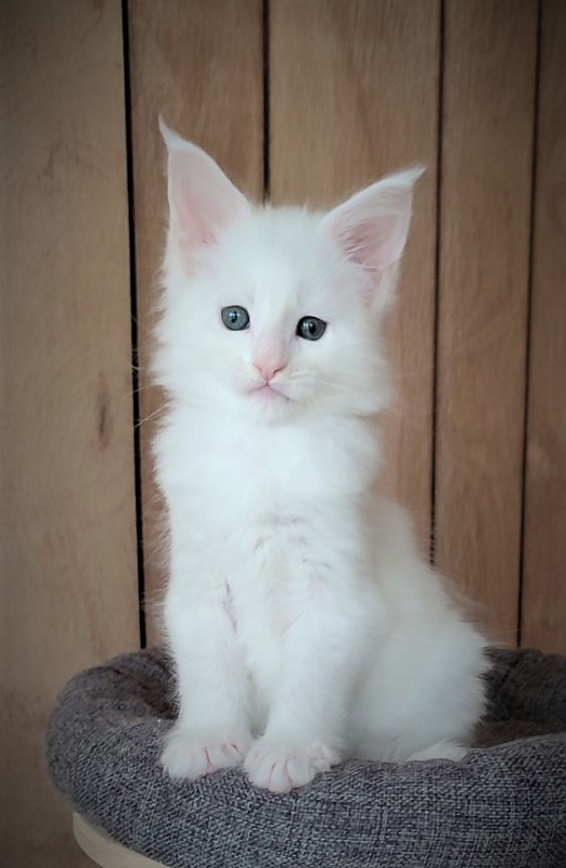 Inni Monterini - Kitten maine-coon 1 month 3 weeks