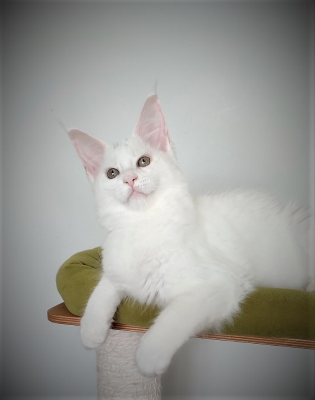 Inni Monterini - Kitten maine-coon 3 months 4 weeks