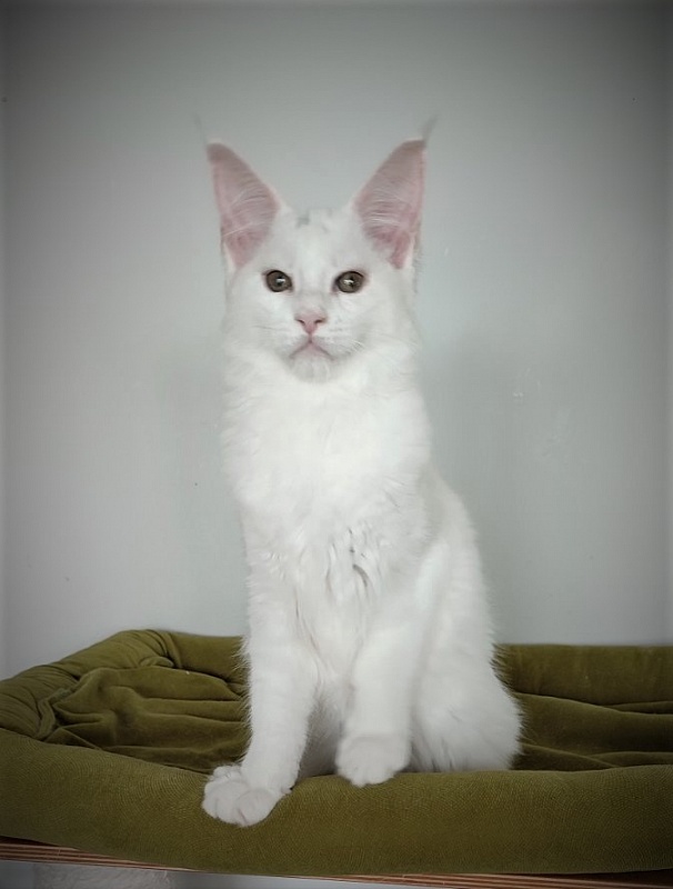 Inni Monterini - Kitten maine-coon 3 months 4 weeks