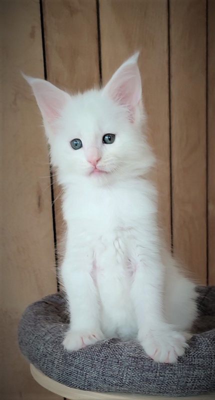 Inni Monterini - Kitten maine-coon 1 month 3 weeks
