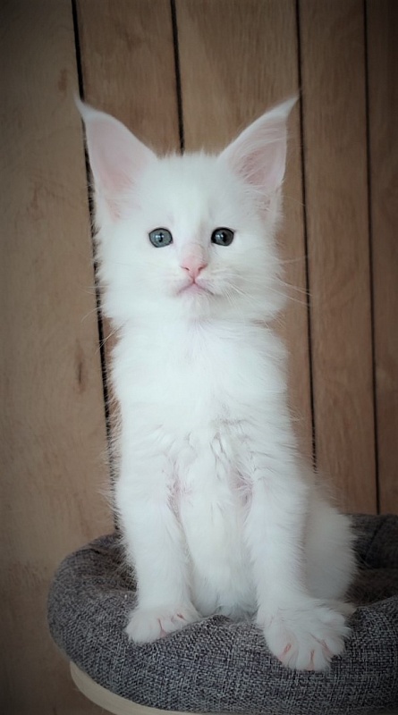 Inni Monterini - Kitten maine-coon 1 month 3 weeks