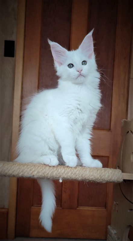 Inni Monterini - Kitten maine-coon 2 months 2.5 weeks
