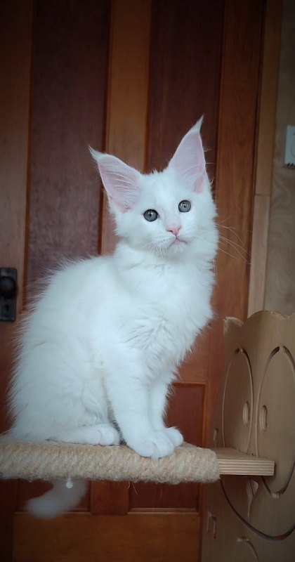 Inni Monterini - Kitten maine-coon 2 months 2.5 weeks