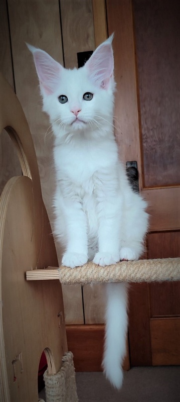 Inni Monterini - Kitten maine-coon 2 months 2.5 weeks