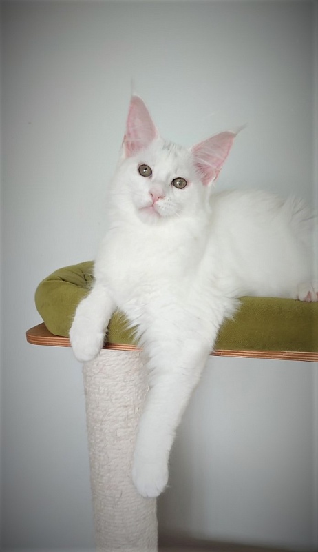 Inni Monterini - Kitten maine-coon 3 months 4 weeks