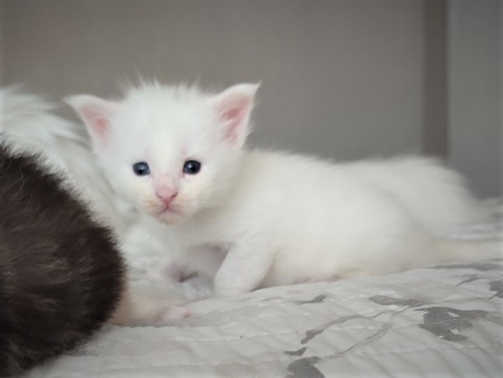 Innamorato Monterini - Kitten maine-coon 3 weeks