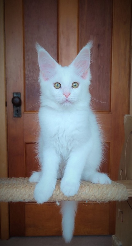 Innamorato Monterini - Kitten maine-coon 2 months 2.5 weeks