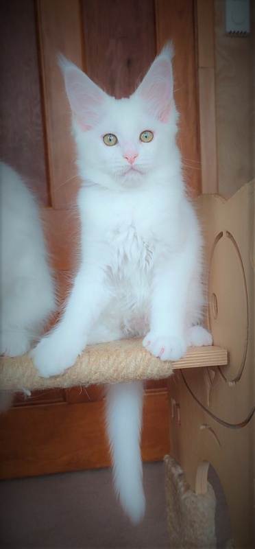 Innamorato Monterini - Kitten maine-coon 2 months 2.5 weeks