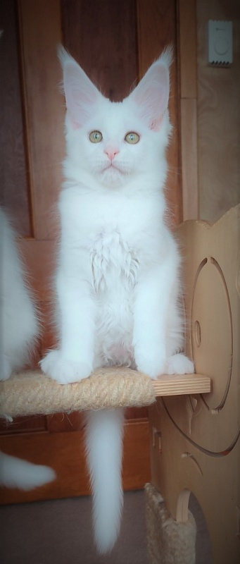 Innamorato Monterini - Kitten maine-coon 2 months 2.5 weeks