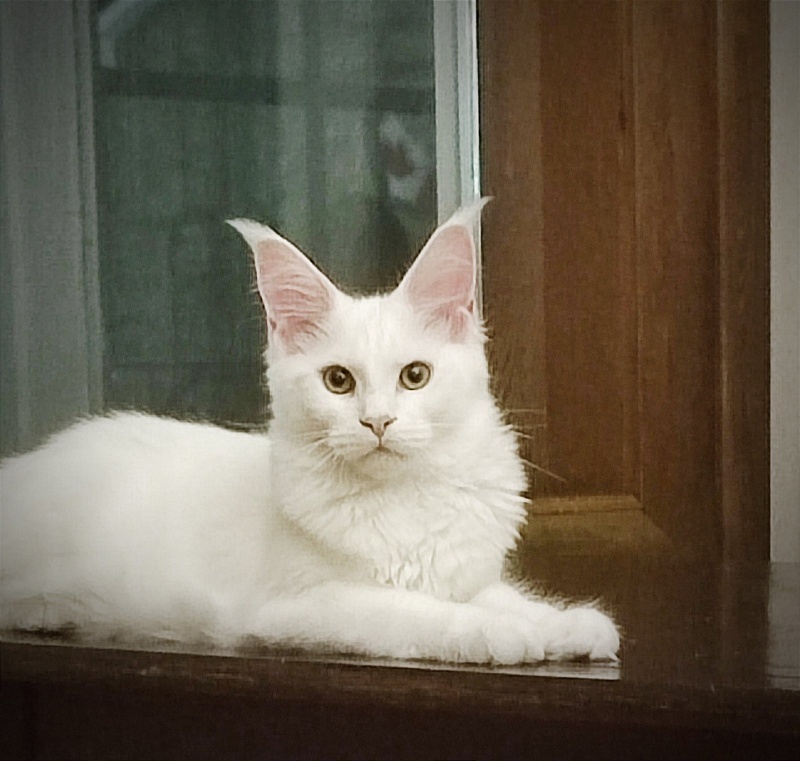 Innamorato Monterini - Kitten maine-coon 4 months 2 weeks