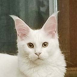 Innamorato Monterini