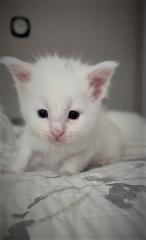 Innamorato Monterini - Kitten maine-coon 3 weeks