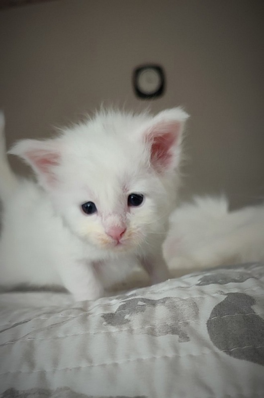 Innamorato Monterini - Kitten maine-coon 3 weeks