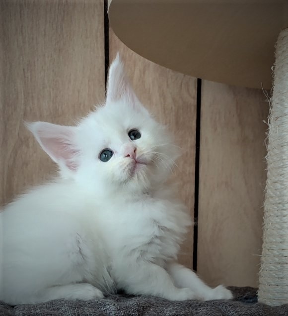 Innamorato Monterini - Kitten maine-coon 1 month 1 week