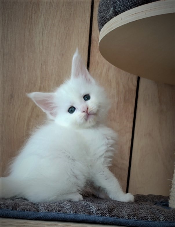Innamorato Monterini - Kitten maine-coon 1 month 1 week