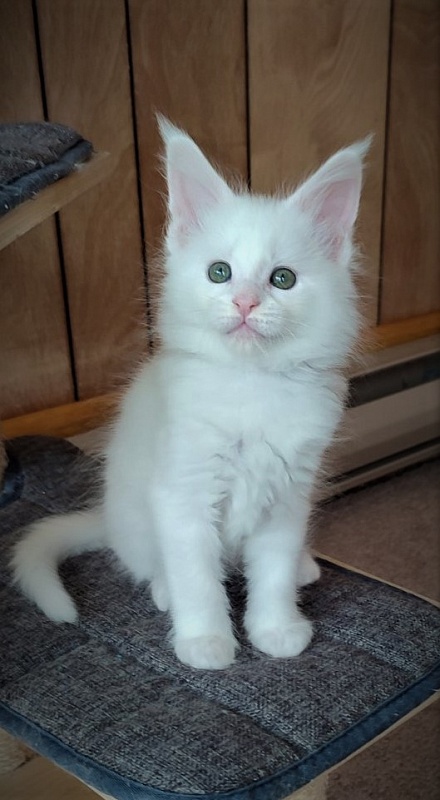 Innamorato Monterini - Kitten maine-coon 1 month 3 weeks