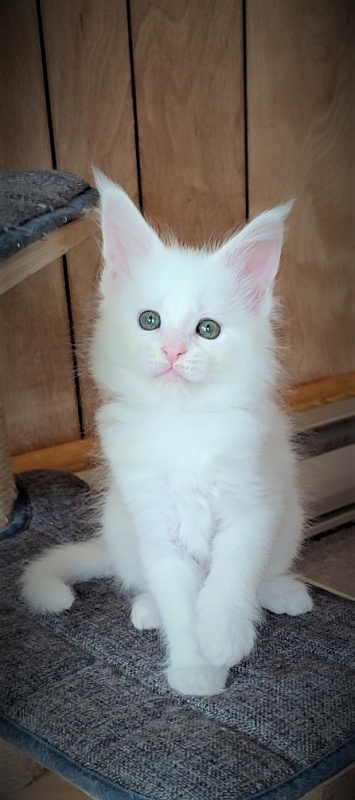 Innamorato Monterini - Kitten maine-coon 1 month 3 weeks