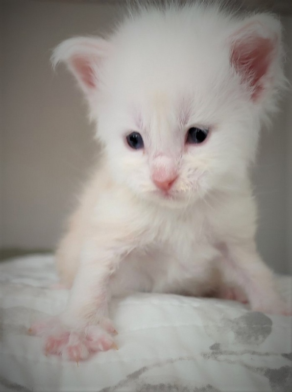 Imagine happiness Monterini - Kitten maine-coon 3 weeks
