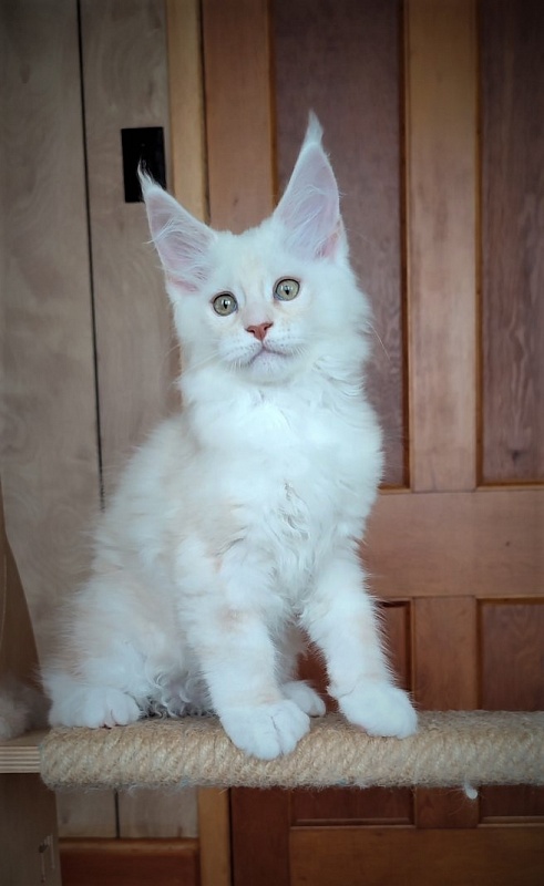 Imagine happiness Monterini - Kitten maine-coon 2 months 2.5 weeks