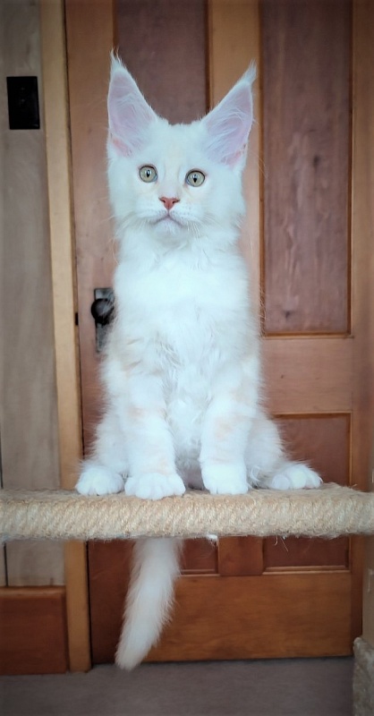 Imagine happiness Monterini - Kitten maine-coon 2 months 2.5 weeks