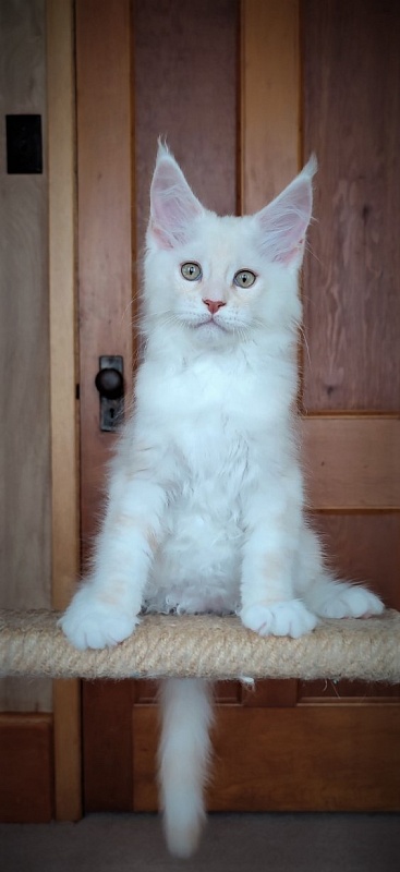 Imagine happiness Monterini - Kitten maine-coon 2 months 2.5 weeks