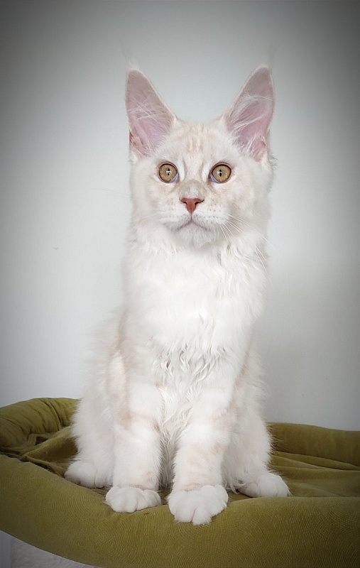Imagine happiness Monterini - Kitten maine-coon 4 months 2.5 weeks