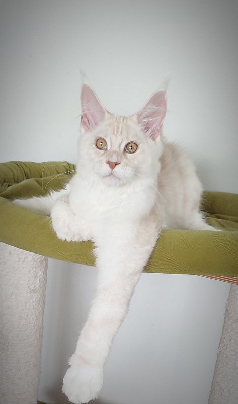 Imagine happiness Monterini - Kitten maine-coon 4 months 2.5 weeks