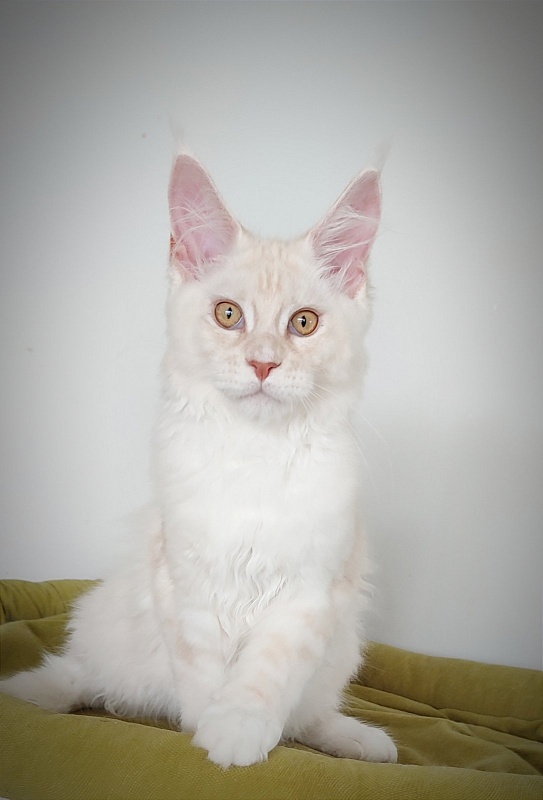 Imagine happiness Monterini - Kitten maine-coon 4 months 2.5 weeks