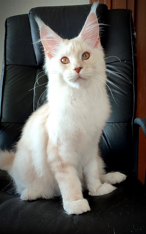 Imagine happiness Monterini - Kitten maine-coon 5 months 1 week
