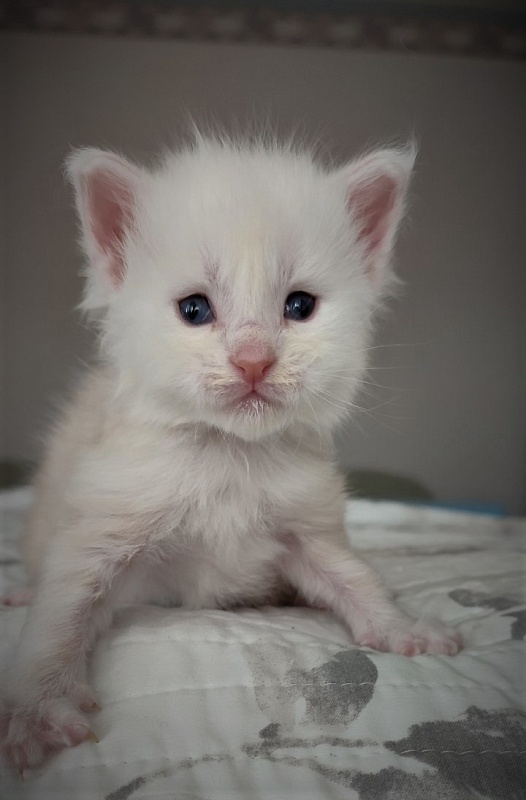 Imagine happiness Monterini - Kitten maine-coon 3 weeks