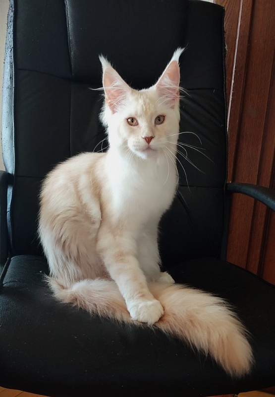 Imagine happiness Monterini - Kitten maine-coon 5 months 1 week