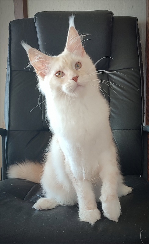 Imagine happiness Monterini - Kitten maine-coon 5 months 1 week