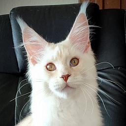 Imagine happiness Monterini