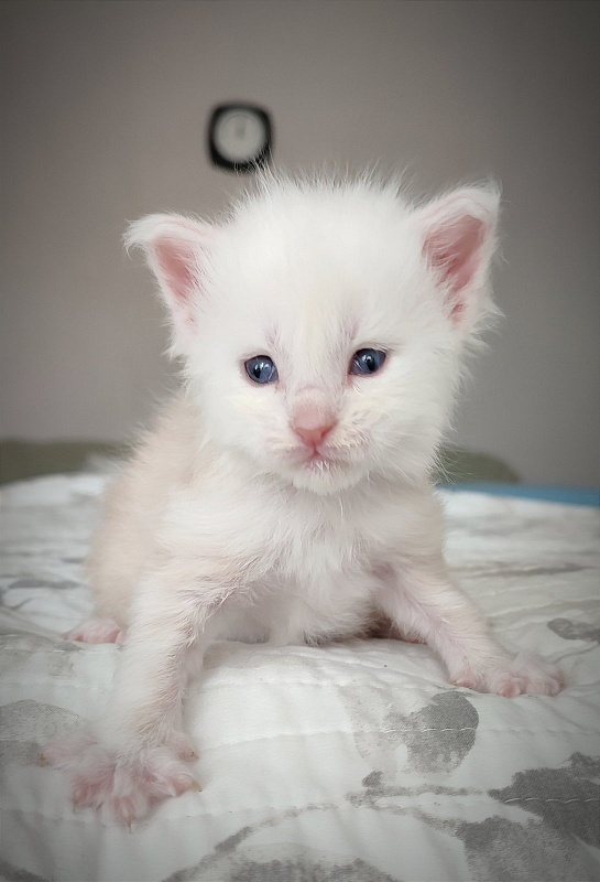 Imagine happiness Monterini - Kitten maine-coon 3 weeks
