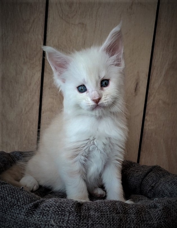 Imagine happiness Monterini - Kitten maine-coon 1 month 1 week