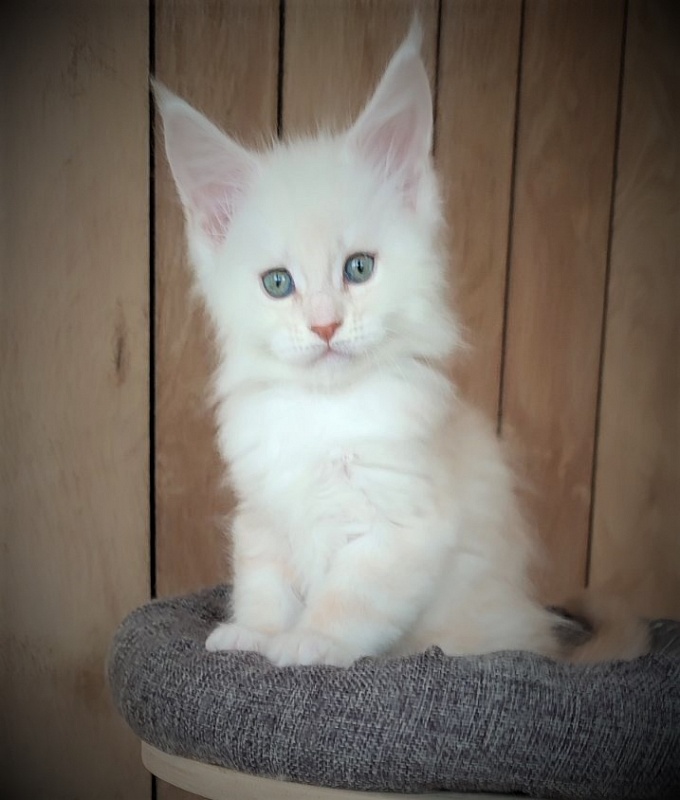 Imagine happiness Monterini - Kitten maine-coon 1 month 3 weeks