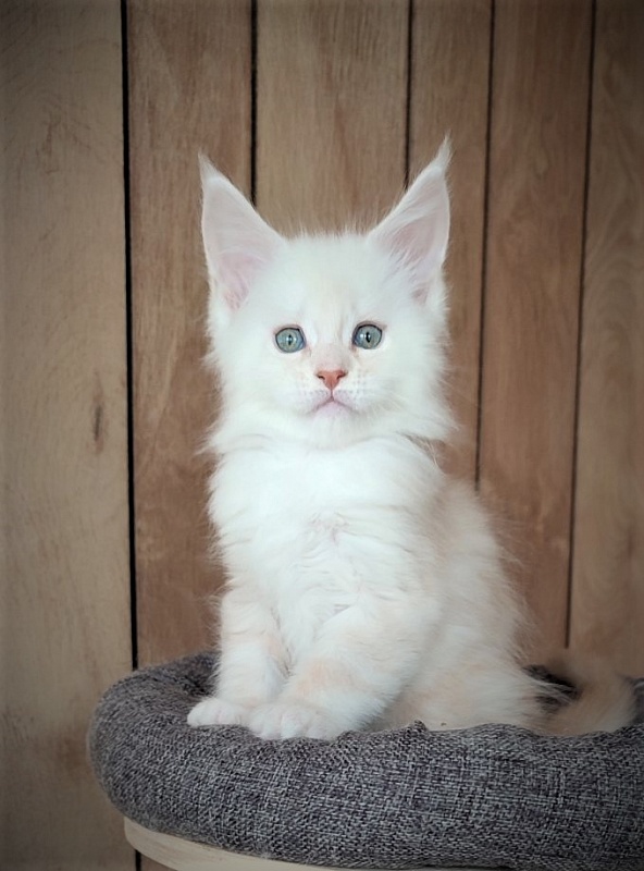 Imagine happiness Monterini - Kitten maine-coon 1 month 3 weeks