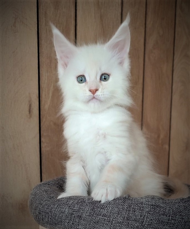 Imagine happiness Monterini - Kitten maine-coon 1 month 3 weeks