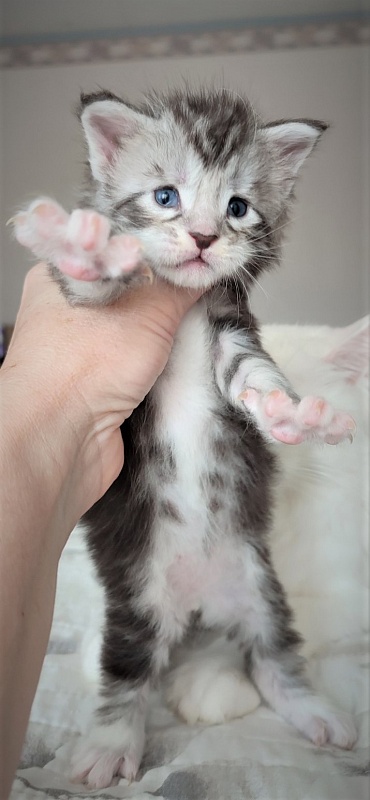 Indy Monterini - Кошеня мейн-кун 3 тижні