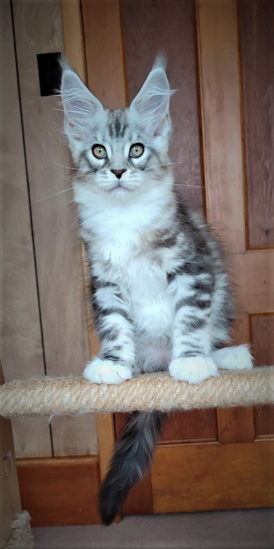 Indy Monterini - Кошеня мейн-кун 2 місяця 2,5 тижні