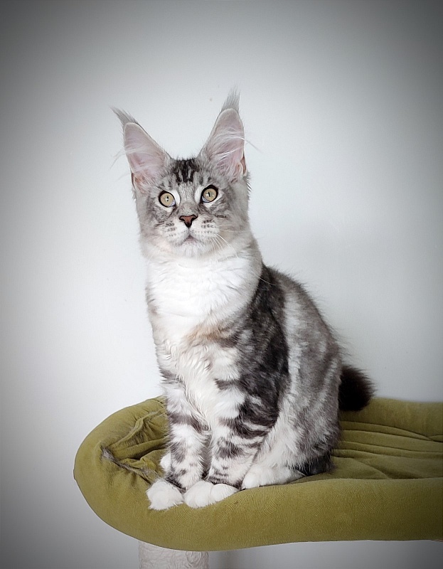 Indy Monterini - Кошеня мейн-кун 4 місяця 1,5 тиждень