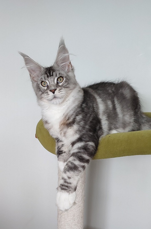 Indy Monterini - Кошеня мейн-кун 4 місяця 1,5 тиждень