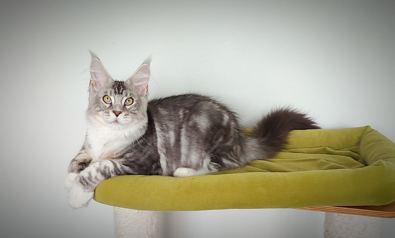 Indy Monterini - Кошеня мейн-кун 4 місяця 1,5 тиждень