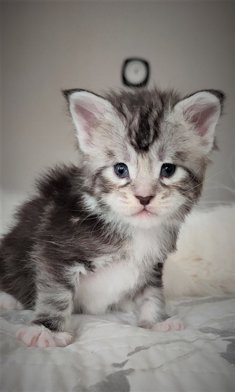 Indy Monterini - Кошеня мейн-кун 3 тижні