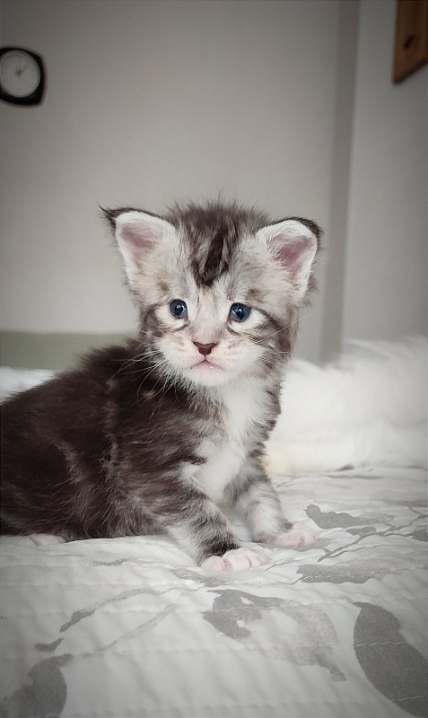 Indy Monterini - Кошеня мейн-кун 3 тижні