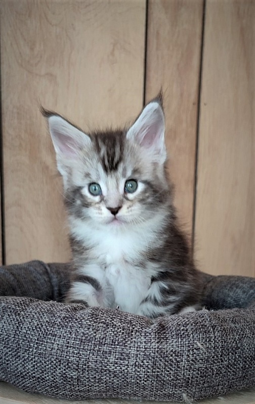 Indy Monterini - Кошеня мейн-кун 1 місяць 1 тиждень