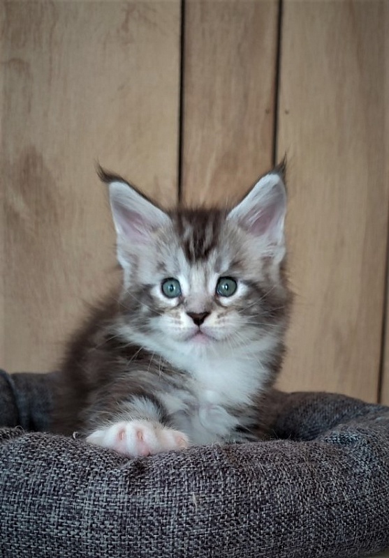 Indy Monterini - Кошеня мейн-кун 1 місяць 1 тиждень