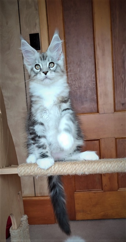 Indy Monterini - Кошеня мейн-кун 2 місяця 2,5 тижні