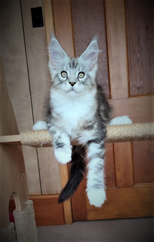 Indy Monterini - Кошеня мейн-кун 2 місяця 2,5 тижні